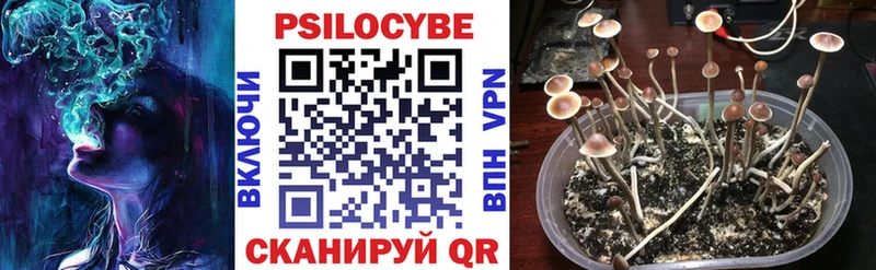 даркнет Telegram  Киреевск  Псилоцибиновые грибы Psilocybine cubensis 